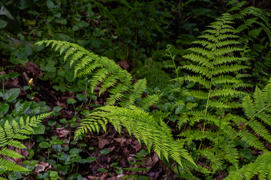 Male fern Dryopteris filix-mas displaying lush green fronds in a shaded forest environment during springtime growth
