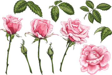 Fototapeta premium Rose pink flowers blossom, leaves and buds on stem vector hand drawn illustrations set, blooming sketch collection