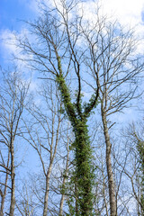 Fototapeta premium Green Ivy Covering Tree Trunk Between Bare Branches