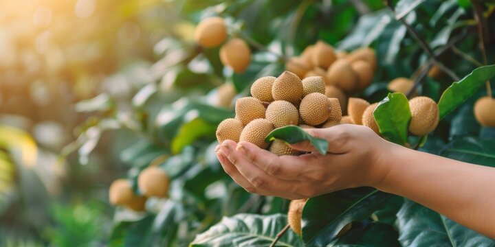 Farmer holding freshly harvested langsat fruit in orchard