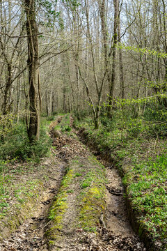 Muddy Forest Track Leading Through Bare Trees