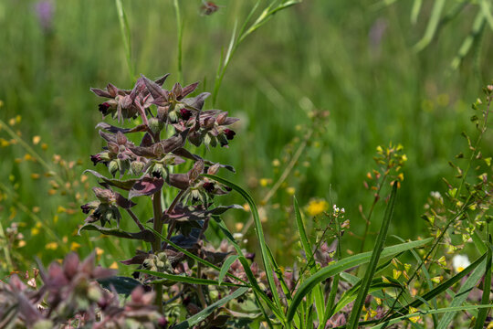 Black Nonea plant thrives in lush grassland showcasing unique purple and green foliage in a vibrant natural setting during summer