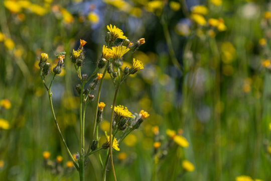 Rough hawksbeard blooms elegantly in a meadow during late spring showcasing clusters of bright yellow flowers against a blurred green background