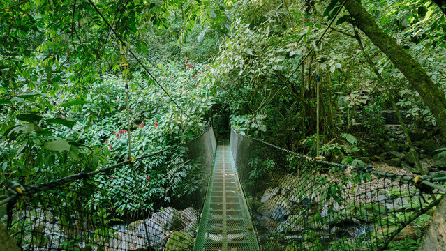 Puente colgante en una jungla
