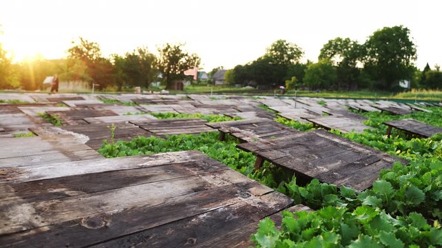 Snail farm featuring wooden boards for escargot farming at sunset with beautiful sun flare and lush green vegetation