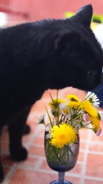 Black cat pet and spring flowers in a drinking glass, cat eating grass from a spring bouquet on a terrace 