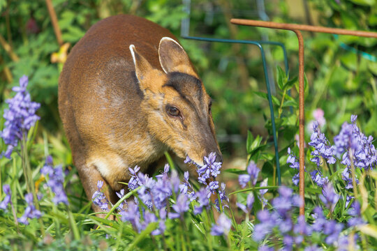 muntjac deer feeding on grasses and bluebells in flowerbed garden