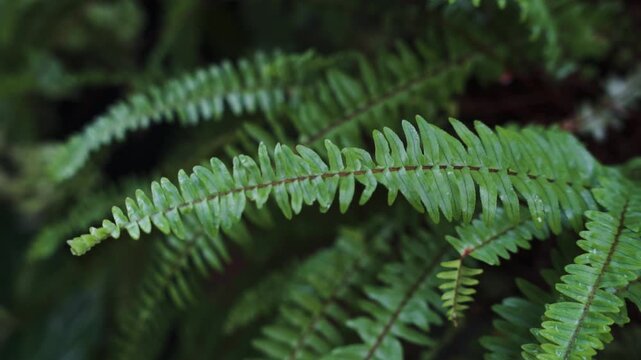 Tropical green leaf texture with water droplets