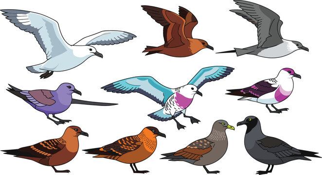 Gull and skua species colorful predatory seabirds wildlife flat icon set
