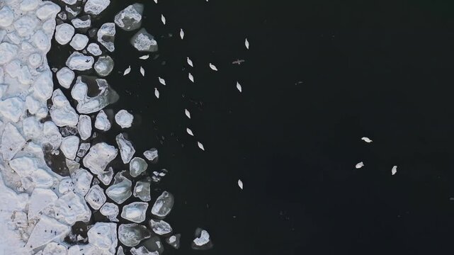 Aerial view of ice floes clustered along the edge of the Baltic sea, contrasting with the dark water and scattered swans, Sopot, pomorskie, Poland.