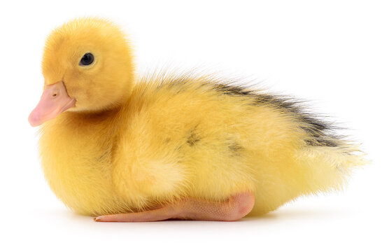 Yellow duckling sitting on white background