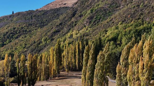 Aerial view of the golden and green trees lining Whitechapel Road, creating a vibrant tapestry against the backdrop of the mountains, Arrow Junction, New Zealand.