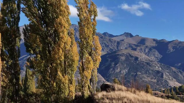 Aerial view of tall trees displaying autumn colors contrasting against a backdrop of rugged mountains under a bright blue sky, Arrow Junction, Otago Region, New Zealand.