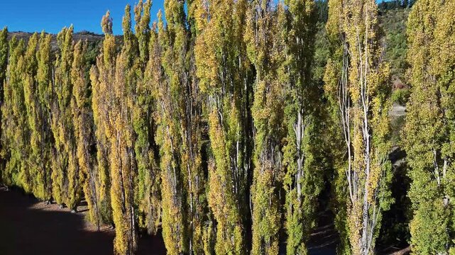 Aerial view of tall poplar trees casting shadows on Whitechapel Road, painted with autumn hues, in Arrow Junction, Otago Region, New Zealand.