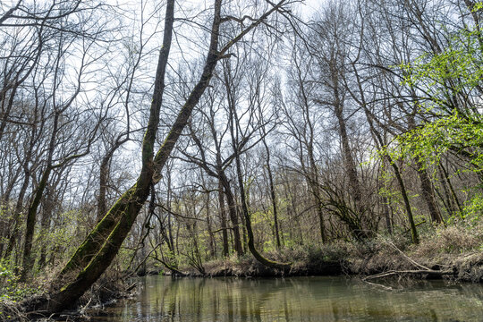 River Flowing Through Greening Forest in Early Spring