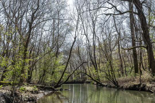 River Flowing Through Greening Forest in Early Spring
