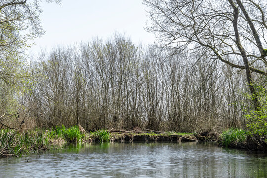 River Flowing Through Greening Forest in Early Spring
