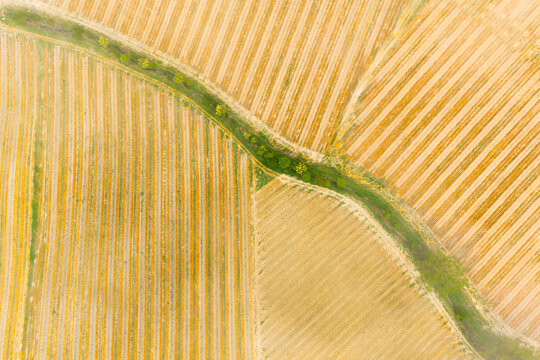 Aerial view of geometric patterns of golden vineyards and a winding green tree-lined path under soft sunlight in Piantravigne, Tuscany, Italy.