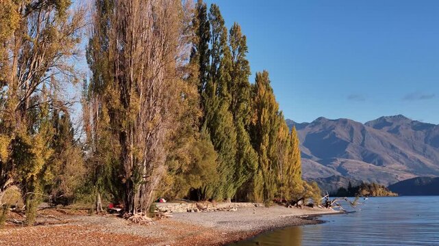 Aerial view of the serene shoreline with tall trees in autumn colors against the backdrop of majestic mountains, Wanaka, Otago Region, New Zealand.