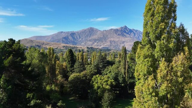 Aerial view of lush green trees contrasting against the rugged mountain range under a clear blue sky, Speargrass Flat, Otago Region, New Zealand.