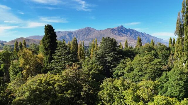 Aerial view of lush green trees contrasting with the towering mountain range under a clear blue sky, Speargrass Flat, Otago Region, New Zealand.