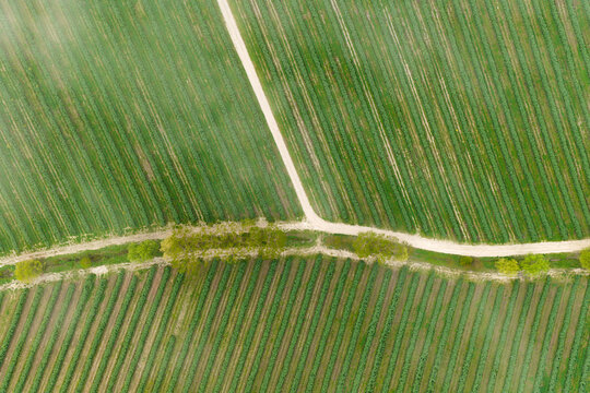Aerial view of green cultivated fields with a white dirt road junction and a row of trees in Piantravigne, Tuscany, Italy.