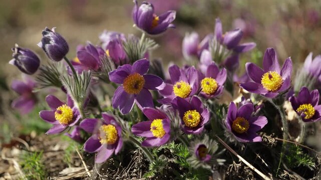 Pulsatilla grandis, or the greater pasque flower blooming in the early spring on a sunny day. 4K, 50 fps