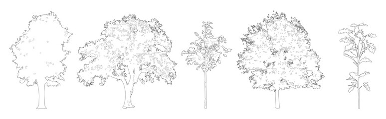 Naklejka na ściany i meble Vector set of oak trees in elevation view for use in architectural drawings 