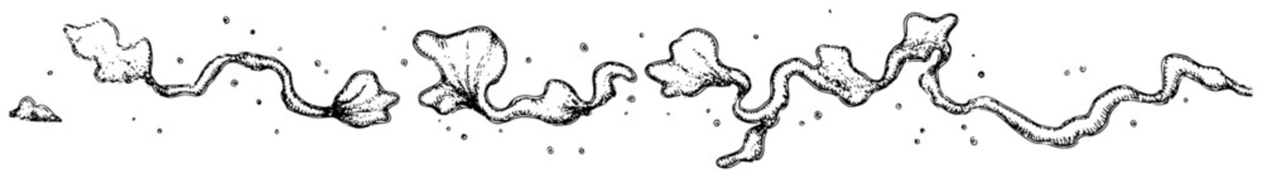 Decorative leaf vine border vector illustration, Hand drawn organic floral divider with wavy plant and dots, Vintage sketch ornament