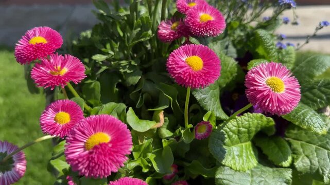 Bright pink flowers macro garden nature