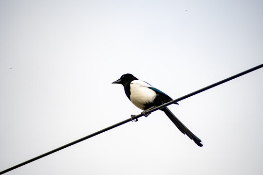 An Eurasian Magpie standing on a powerline in Nottingham, UK.