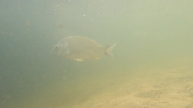 Underwater footage of yellowfin bream and schooling fish swimming over sandy ocean floor in clear coastal waters.
