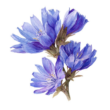 Stylized watercolor Chicory Root vector, modern artistic illustration with high-quality details on a pure white background.
