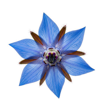 Close up view of borage flower isolated on transparent background.