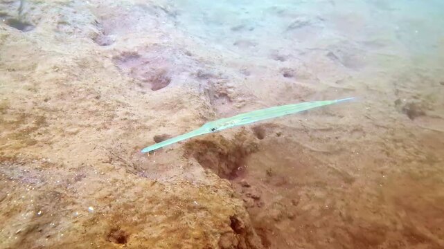 Slender needlefish hovering over sandy seabed in natural light