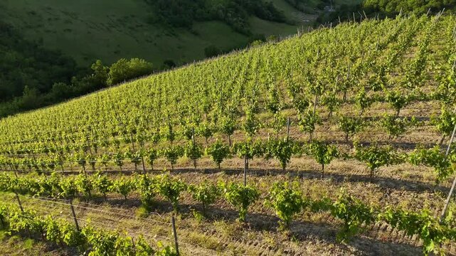 Vineyard with aligned grapevine rows on sloped hillside in Emilia-Romagna, Italy, showing agricultural patterns, rural terrain and cultivated land in Po Valley landscape, drone pull out