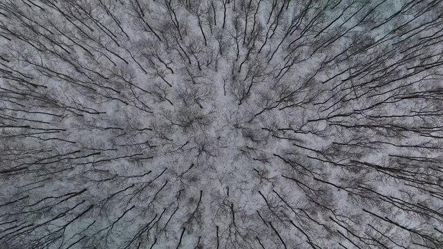 Pilis Mountains in Hungary, with dense deciduous forest with bare, snow-covered trees and frosted branches, form a tranquil winter landscape, seen from an elevated aerial top-down perspective.