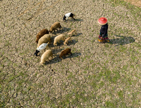 Aerial view of a shepherdess in a vibrant red hat tending to her flock on the cracked, parched earth, Sirajganj, Rajshahi Division, Bangladesh.