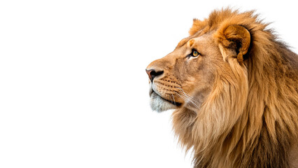 Lion looks to the side isolated on transparent background cut out © Ivan