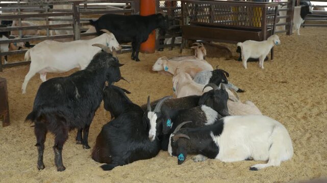 Black and white goats resting together in large group on sawdust floor inside farm enclosure