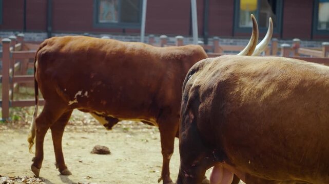 Ankole watusi longhorn cattle walking through dirt enclosure at Anseong Farmland in Gyeonggi-do during spring season