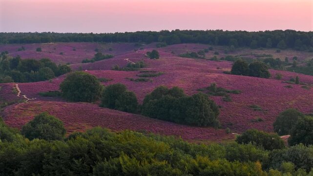 Heather in Bloom, Posbank National park Veluwe, Purple Pink Blooming heater in Posbank Rheden, Netherlands. Aerial Shot.