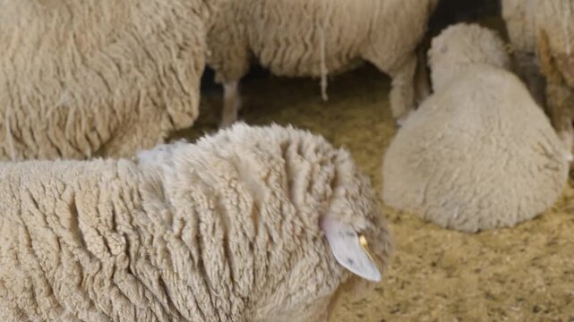 Extreme closeup of a Merino sheep bleating with its face nearly hidden under thick overgrown curly wool fleece and yellow ear tag visible, at Anseong Farmland, South Korea