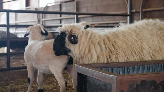 Fluffy Valais Blacknose sheep and two shorn lambs stand together in a hay-covered barn enclosure at Anseong Farmland, South Korea, with metal feeding trough and fence behind