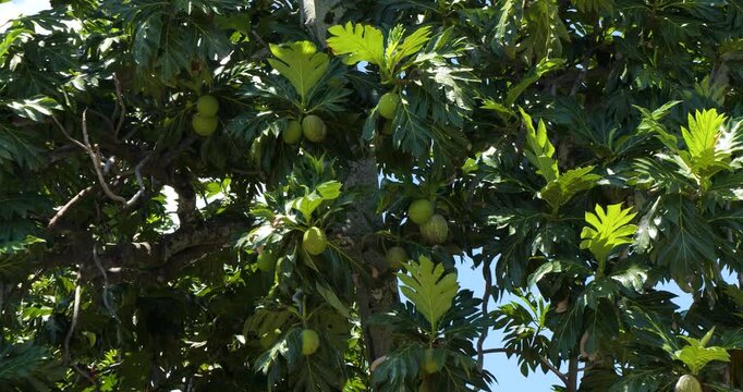Breadfruits (Artocarpus altilis), a large green fruits from the perennial breadfruit tree island of Moorea, French Polynesia.