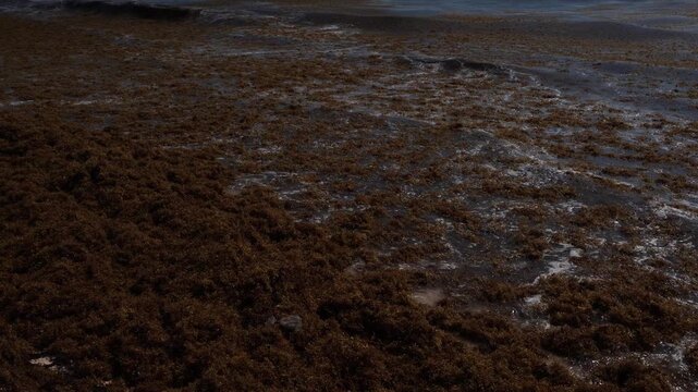 Elevated wide shot of massive sargassum seaweed accumulation on a sandy beach, with white surf mixing with brown algae as waves move inland. High density organic marine debris.