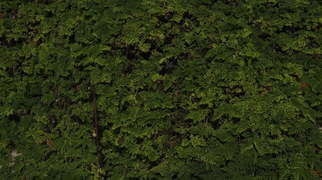Top-down view of dense green fern-like vegetation or moss covering a surface. High-contrast natural lighting emphasizes the intricate textures and layered patterns of the lush tropical groundcover.