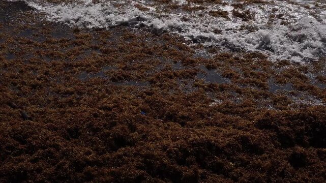 High-angle shot showing a massive blanket of brown sargassum seaweed covering the ocean surface. White sea foam breaks through the thick organic layer, highlighting the heavy coastal accumulation.