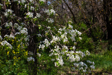 Fototapeta premium Beautiful White Pear Tree (Pyrus) Flowers Blooming in Spring Sunlight