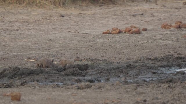 Banded mongooses in slow motion travel as a group across a muddy waterhole in Kruger National Park, South Africa. African wildlife behavior, dry season savanna scene.